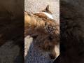 【一部抜粋先行Short】ポンポンからの や ら れ た〜(コテン)#猫#地域猫#猫島#倒れ込む#気持ち良さそう#尊い#Short
