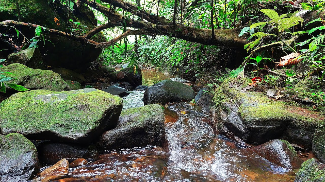 Soothing River Sounds with Picturesque River Stream And Moss Covered Rocks To Melt Away Your Stress