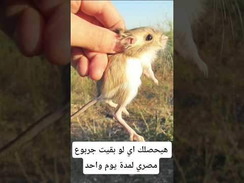 هيحصلك إيه لو بقيت جربوع ليوم واحد معلومات اكسبلور Animals Facts معلومات غريبة Wildlife 