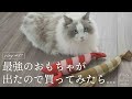 人気のおもちゃに最強版が出たので買ってみたら…？｜ラグドール猫 #97