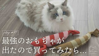 人気のおもちゃに最強版が出たので買ってみたら…？｜ラグドール猫 #97