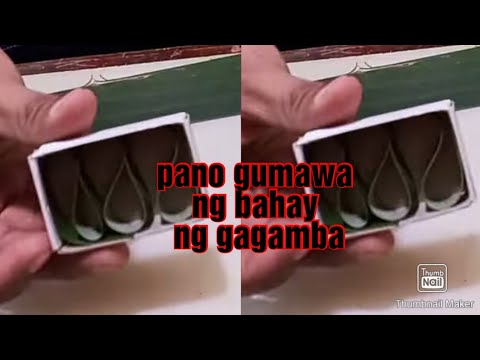 Video: Paano gumawa ng sapot ang isang gagamba?