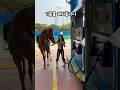 말 도 주유소가서 충전을 한다 Horse 말 정읍카페 정읍여행 정읍맛집