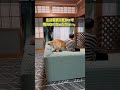 譲渡される犬や猫の事…。#dog #譲渡犬 #保護犬