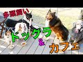 【襲われる‼︎】大型犬多頭飼いドッグランで大興奮！