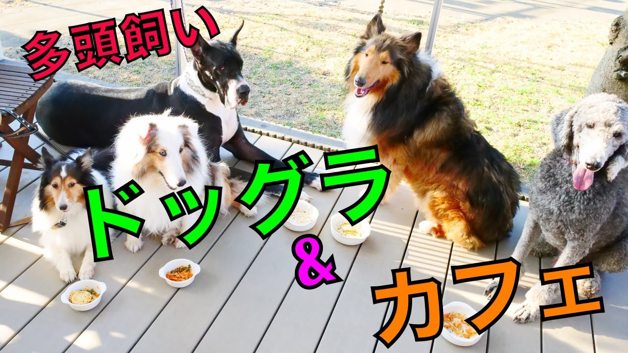 襲われる 大型犬多頭飼いドッグランで大興奮 Youtube