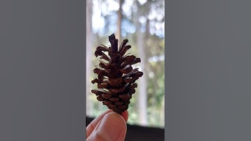 NGOPI DI TENGAH HUTAN PINUS || DAGO PAKAR BANDUNG