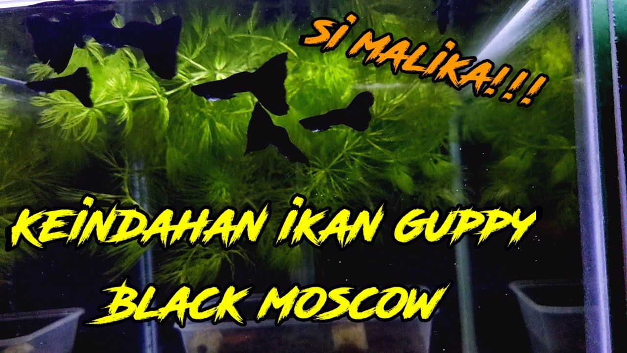 Guppy black moscow.. Si hitam nan indah