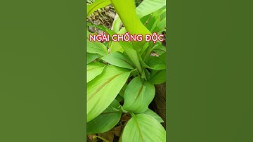 ngải chống độc#shorts