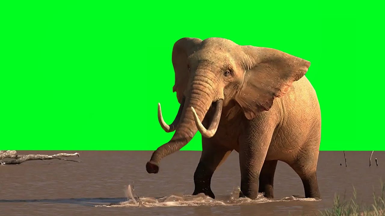 Elephant Green Screen Animation [HD] | Elephant in Water | Free Green