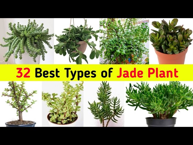 32 Types of Jade Plant || Pooja's Garden - YouTube