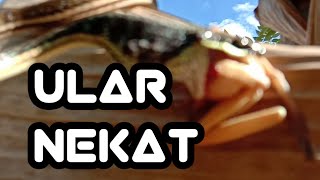 ULAR MAKAN KODOK BERACUN