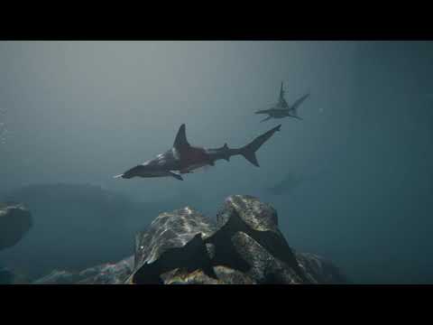 : Hammerheads 