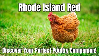 Rhode Island Red: The Ultimate Backyard Chicken Breed Review