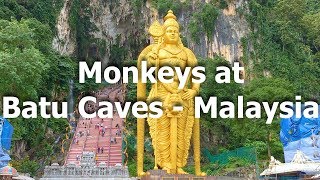 Monkeys in Batu Caves, Malaysia