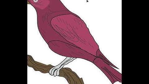 Vector Illustrator of a Bird Shorts | adobe illustrator | butter paper |