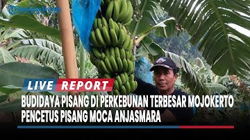 Budidaya Pisang di Perkebunan Terbesar Mojokerto, Pencetus Pisang Moca Anjasmara Kualitas Superior