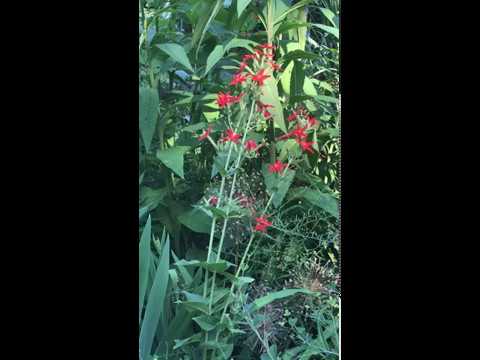 Видео: Многолетники Catchfly - Как ухаживать за растением Sweet William Catchfly