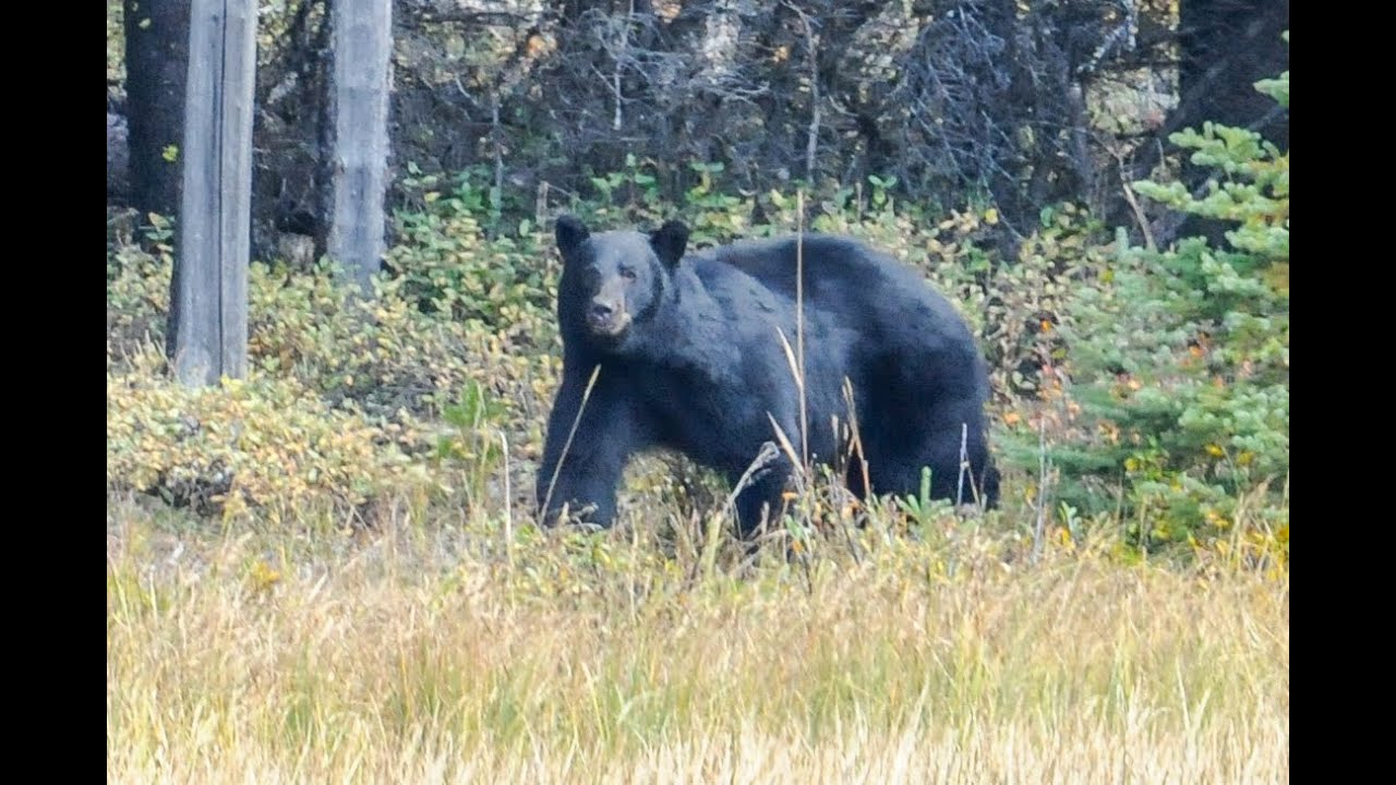 Black Bears on trail cameras