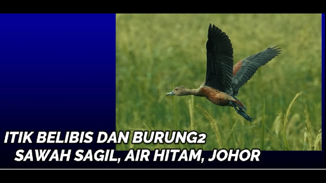 Itik Belibis (Lesser Whistling Duck) dan burung-burung di Sawah Sagil, Air Hitam,Johor