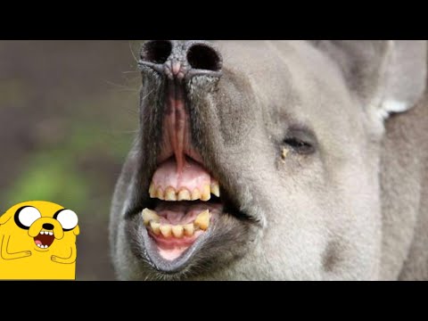 omg!-this-is-too-funny---farting-animals-march-2019