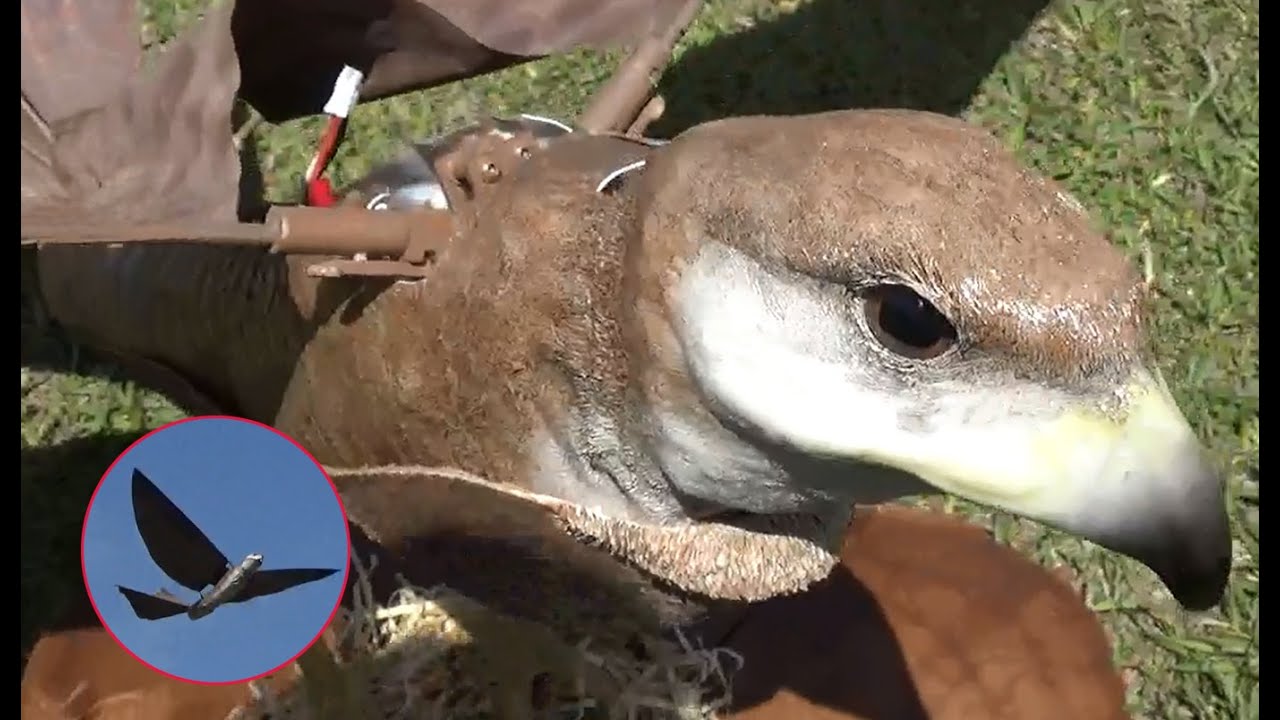 鷹 羽ばたき機 その2 ラジコン飛行機 Youtube