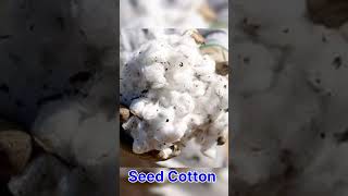 Difference Between Seed Cotton & Cotton Seeds