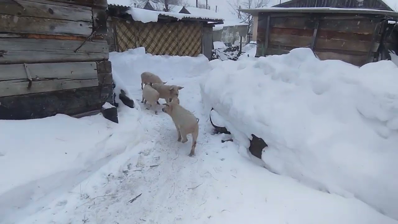 Начинается буран,поросята не хотят выходить из сарая,чищу сарай пока не задуло.