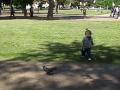 ニーナはとを追いかける!Nina chasing pigeons!