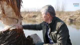 Видео Как бобры съели 30 метровое дерево смотреть видео (автор: Albert Sheng)