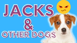 Crucial Advice (Jack Russell Terriers And Other Dogs): Adopting, Socializing and Succeeding!