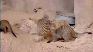 Meercats Mating At The Zoo