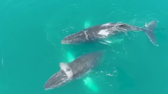 La temporada de ballenas jorobadas llega a su punto más alto de Pacífico Sur - YouTube