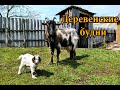 ДЕРЕВЕНСКИЕ БУДНИ #15. Пополнение в семействе