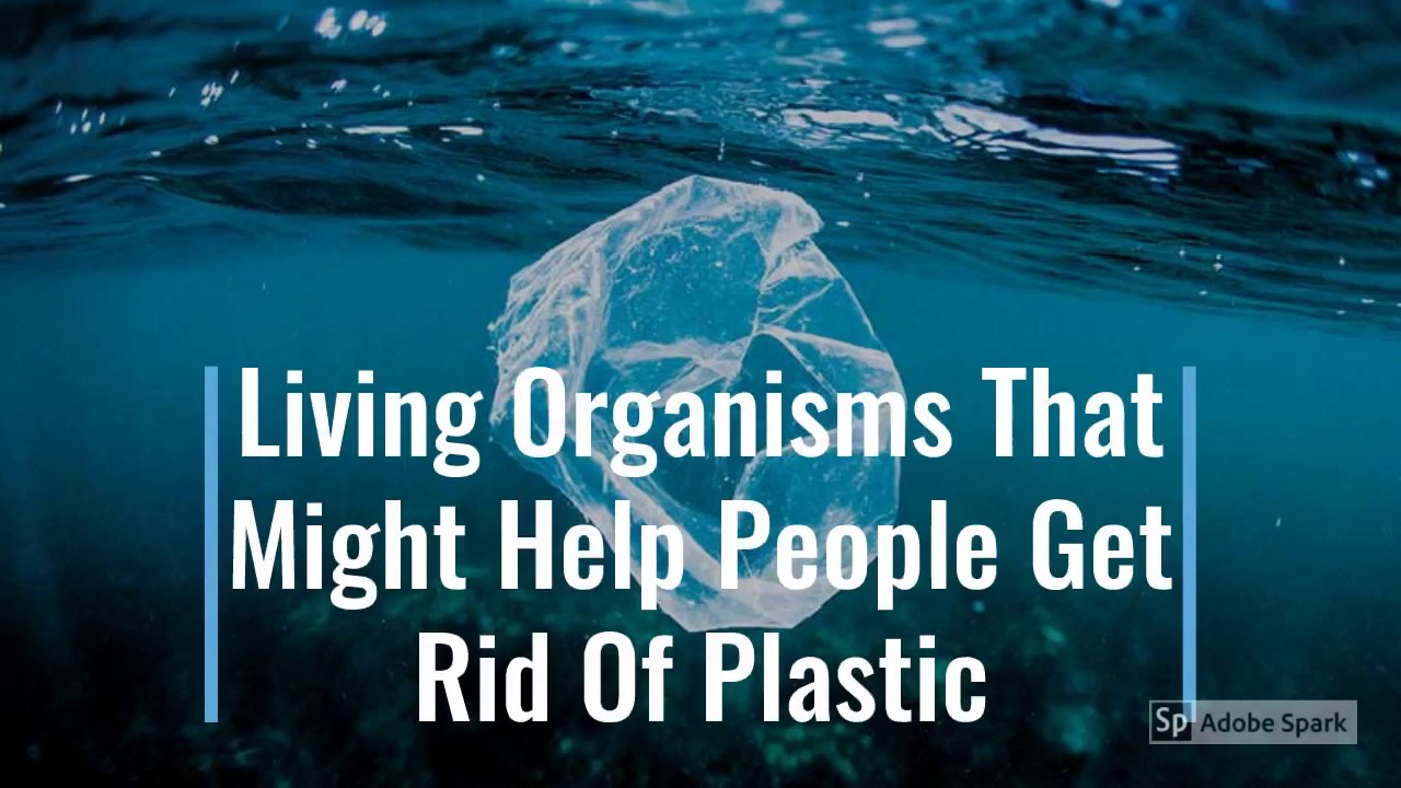Living Organisms That Might Help People Get Rid Of Plastic - YouTube