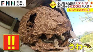 巨大な巣にオオスズメバチ1500匹！　駆除の現場で緊急事態【しらべてみたら】