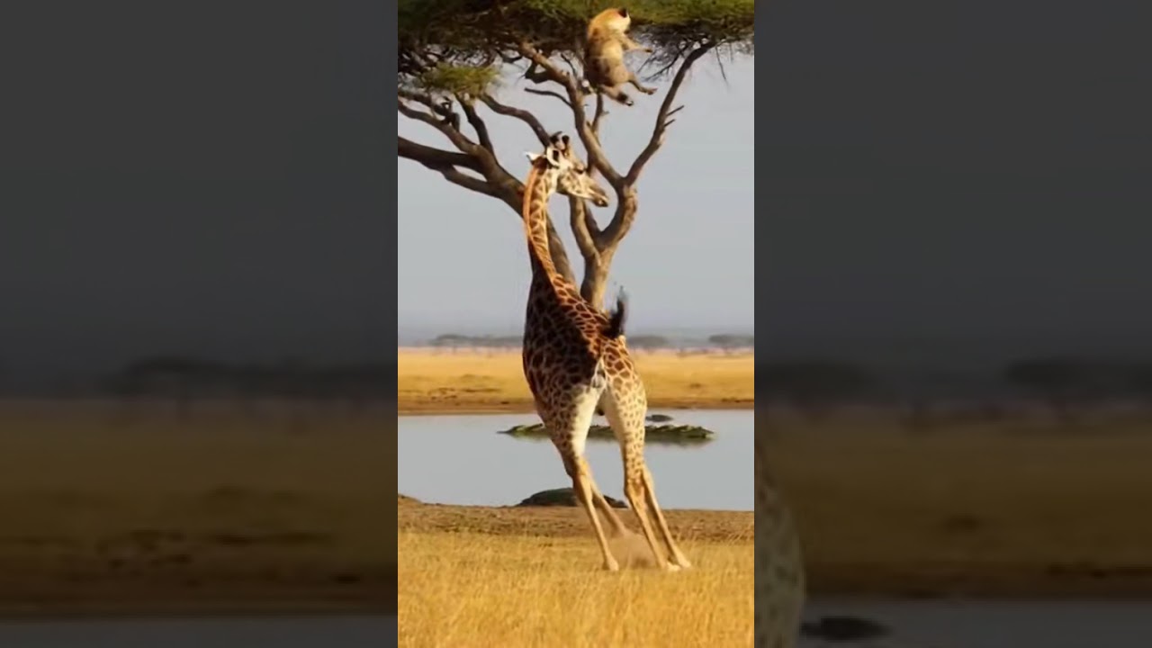 “Powerful Giraffe Kick Sends Hyena Flying”:giraffe, hyena, animal fight, wildlife moment,,