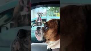 He caught doggy bone in traffic #dog #funny #boxer #puppy #doglover #funnydog #pet #cute #viral #rap