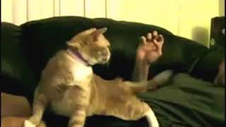 Yodel Cat