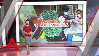 What is the Nipah virus and why is it so deadly?