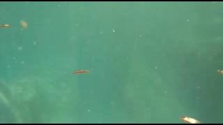 Cascada Potrero de Abrego NL (parte 2)