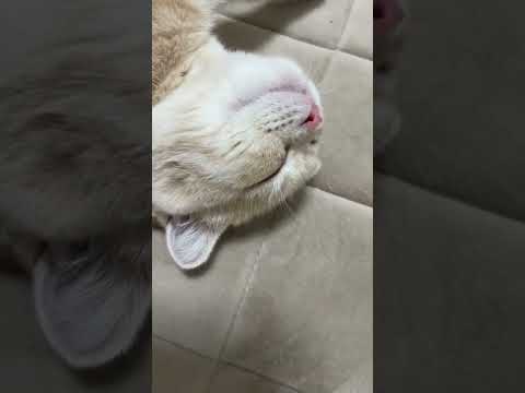 限界まで伸びてぐっすり眠る子猫のかわいい寝顔【スコティッシュフォールド】#shorts