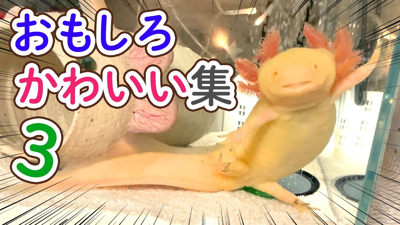 うーぱーるーぱー 爆笑】ウーパールーパーおもしろ・かわいい集！【3】 /飼育・飼い方