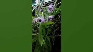 Sắc mầu tháng 5..trầm tím..hồng tú cầu kheo hương sắc..ko tệ