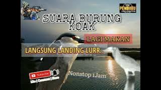 Suara Burung Koak Lagi Makan Jernih #savefromnet#suarakoak##suaraburungkoak#serbaserbihunter