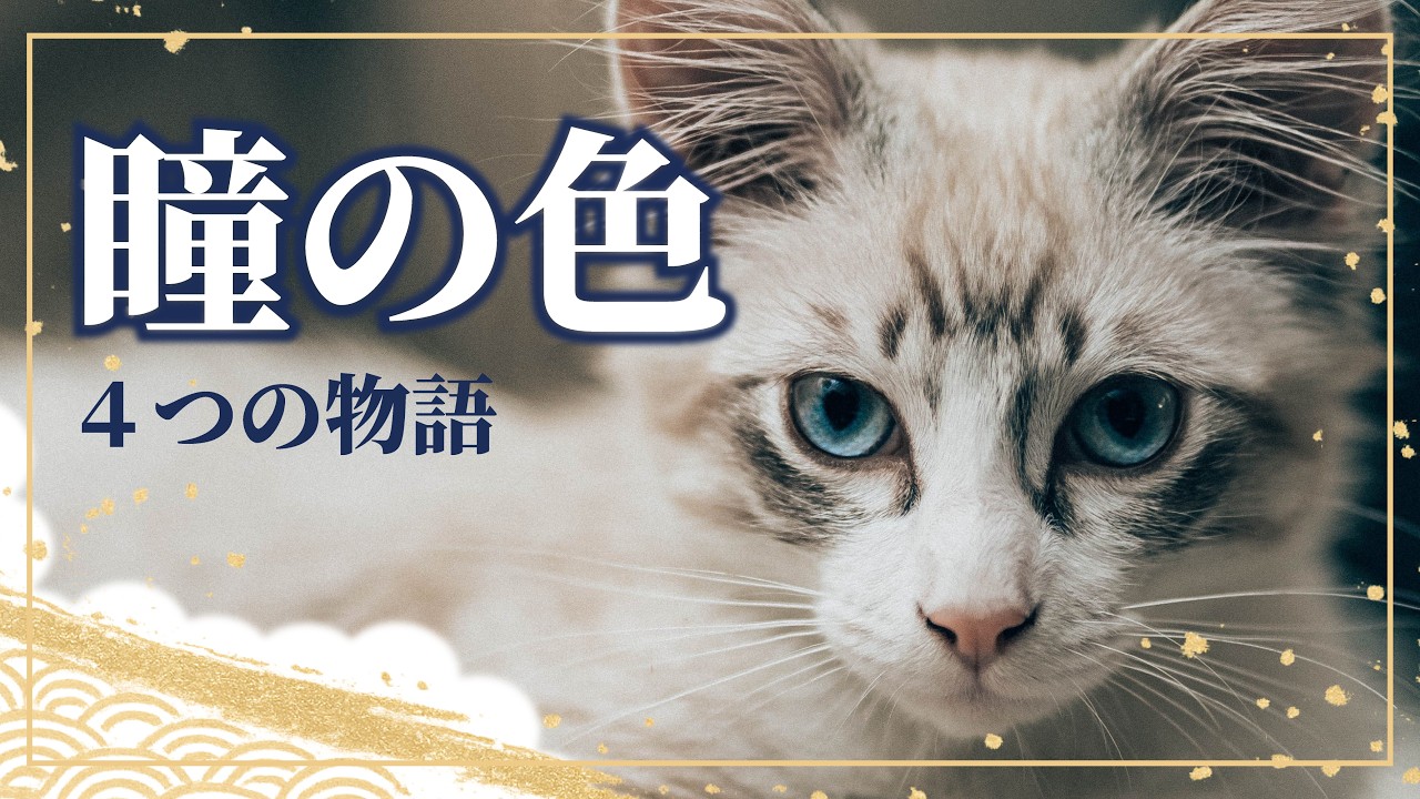 猫の瞳の色に隠された4つの物語