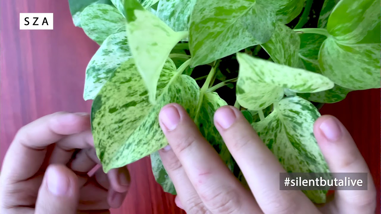 Sleduj “ Pothos “ na YouTube Sleduj “ Pothos “ na YouTube