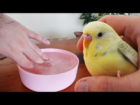 Muhabbet Kuşu Nasıl Yıkanır  - Banyo Yapmaya Alıştırma