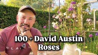 Early May in the Rose Room 🌹 | David Austin Rose Garden Tour 2026