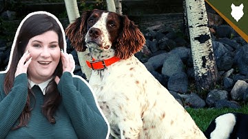 You NEED To KNOW This Before Getting A SPRINGER SPANIEL